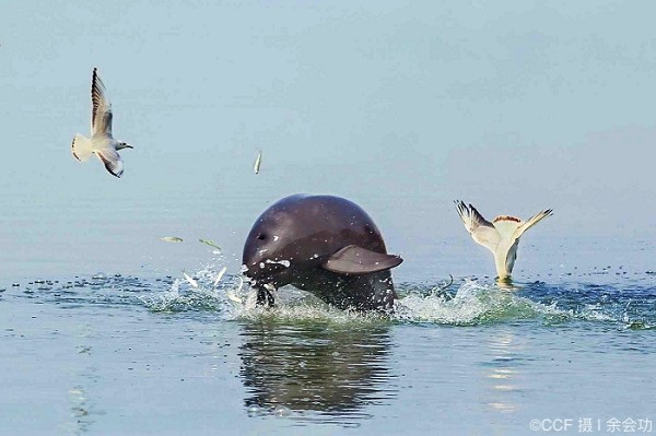 社会化参与长江大保护的十年生态之变